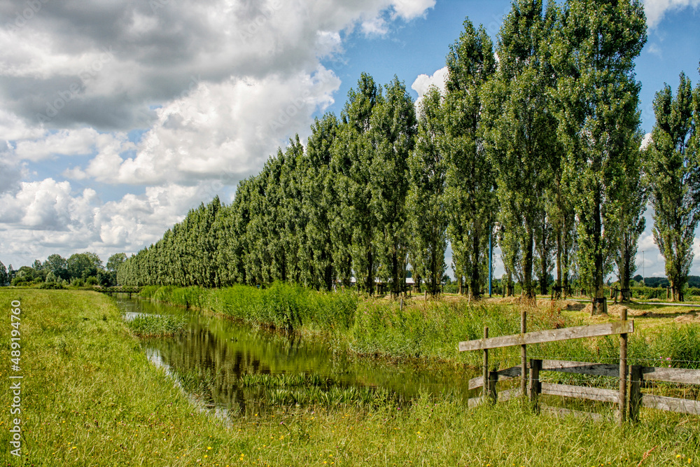 Row of trees on a canal