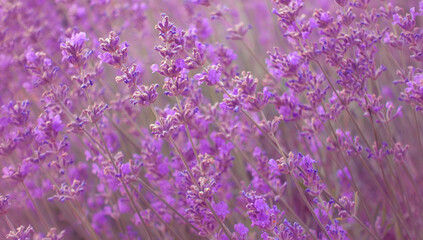 Keuken achterwand Purper Bloeiende lavendel in de Provence  © Gray wall studio