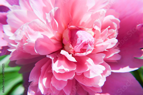 pink peony flower © K ST GERMAIN