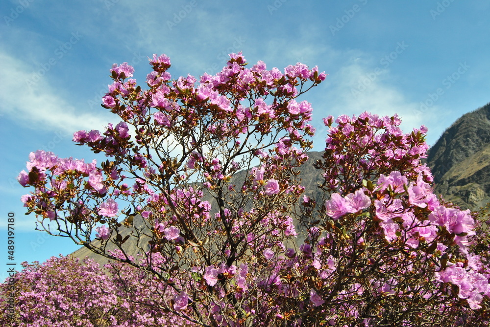 The flowering of the maralnik. Rhododendron Ledebura. Spring. Altai cherry blossoms. Flowers. The flowering of the maralnik. Rhododendron Ledebura. Spring. Altai cherry blossoms. Flowers.