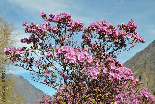 The flowering of the maralnik.  Rhododendron Ledebura. Spring. Altai cherry blossoms. Flowers.