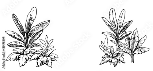 Tropical grass and plant thickets. Frame on the sides. Hand drawing outline. Summer landscape. Sketch of exotic plants. Isolated on white background. Vector