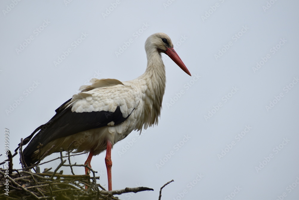 Fototapeta premium white stork in the nest