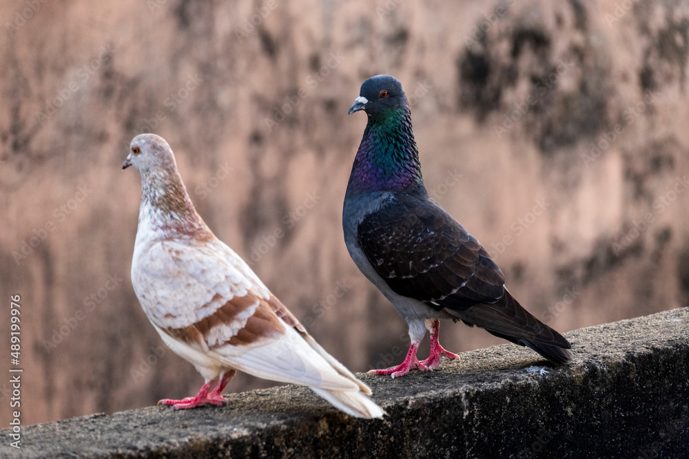 domestic colorful pigeons perched on the wall domestic colorful pigeons perched on the wall