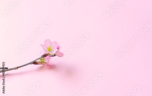 Sakura background material. Simple cherry blossom. 桜の背景素材。シンプルな桜