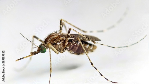 A close-up or macro of a Mosquito on a white background