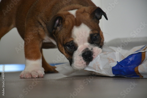 english bulldog puppy