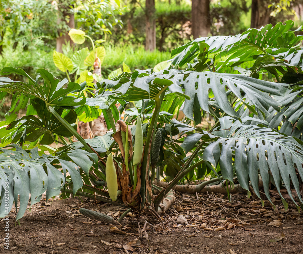 Monstera Deliciosa mit Frucht im Freien фотография Stock | Adobe Stock