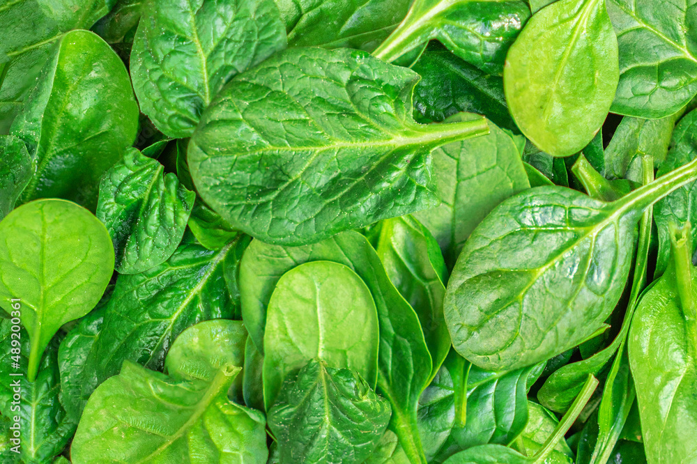 Fototapeta premium Spinach Pattern. Fresh Spinach baby leaves as a background. Top view. Wallpaper.