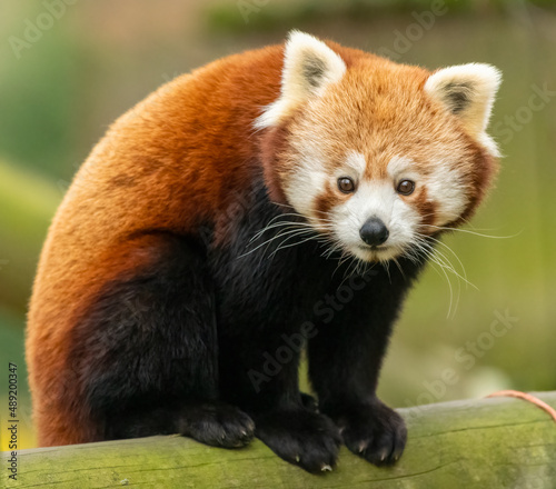 Cute red panda (Ailurus fulgens) portrait. Adorable Asian animal closeup shot. 