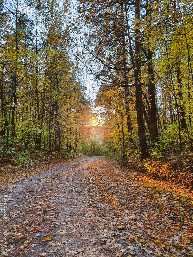 Obraz premium path in autumn forest