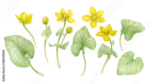 Set of watercolor illustrations of Caltha palustris flowers.