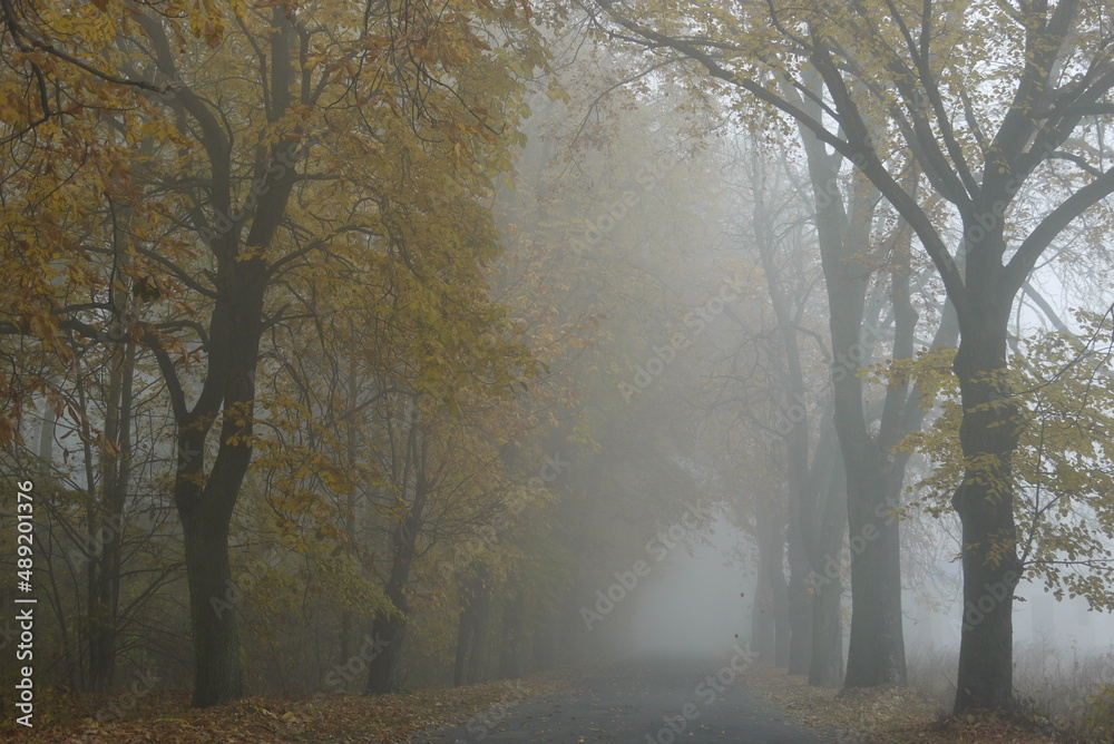 Naklejka premium Misty (foggy) morning and sunrise in Poland