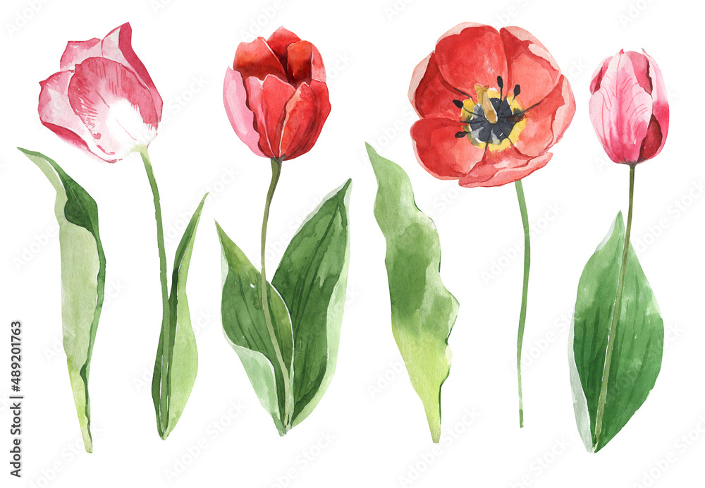 Watercolor spring garden flowers. Anemones, tulips, peonies, green leaves. Delicate watercolor flowers for wedding decoration, cards, invitations, stickers, gliders, posters
