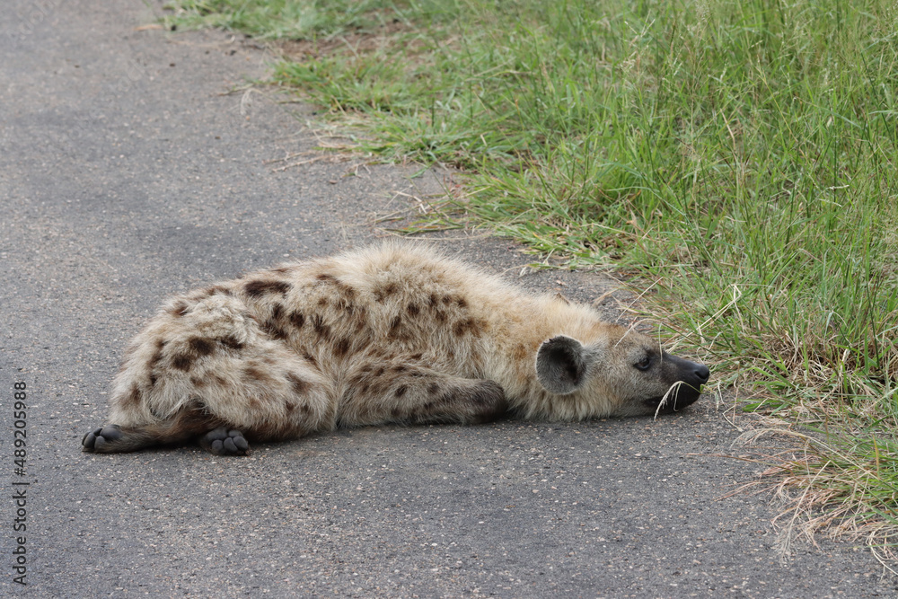 Kruger National Park, South Africa: hyena Kruger National Park, South Africa: hyena