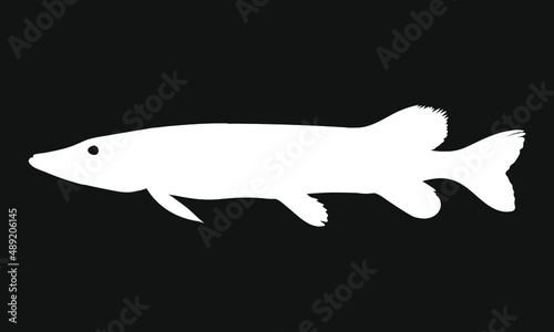 Northern Pike Muskie Fishing Silhouette Musky Fish Graphic Isolated Vector Illustration on Black Background photo