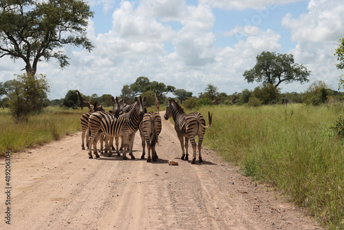 Kruger National Park  South Africa  Zebra blocking the road