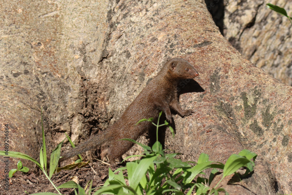 Kruger National Park, South Africa: Dwarf mongoose Kruger National Park, South Africa: Dwarf mongoose