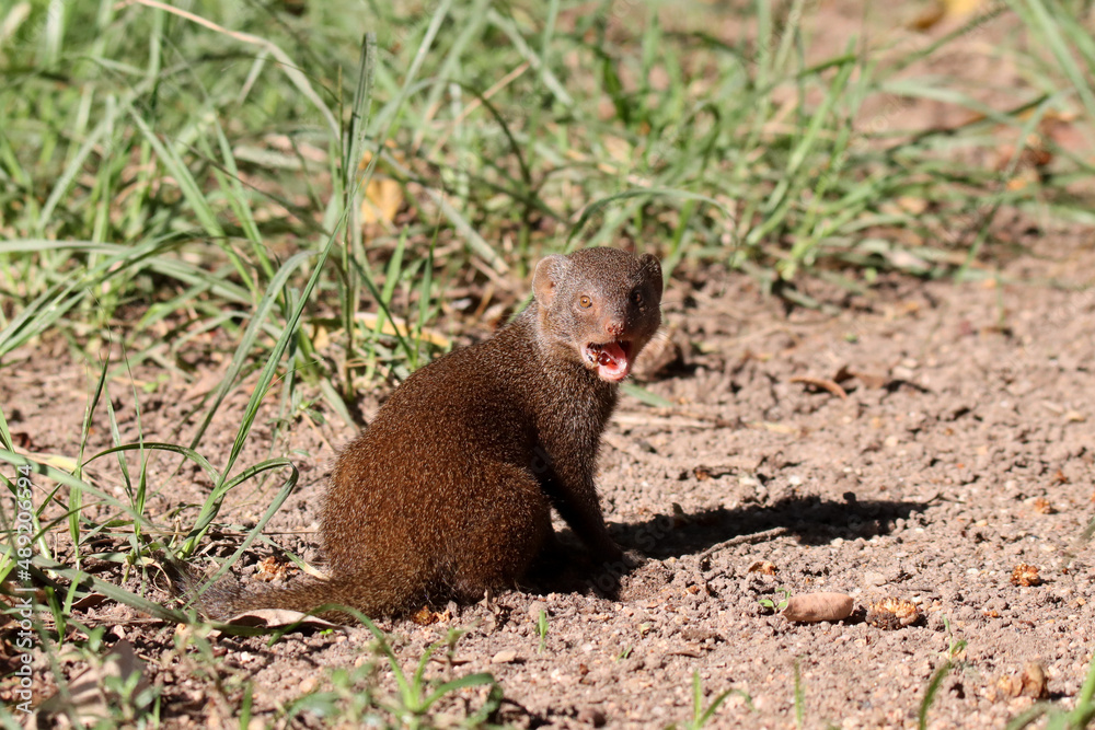 Kruger National Park, South Africa: Dwarf mongoose Kruger National Park, South Africa: Dwarf mongoose