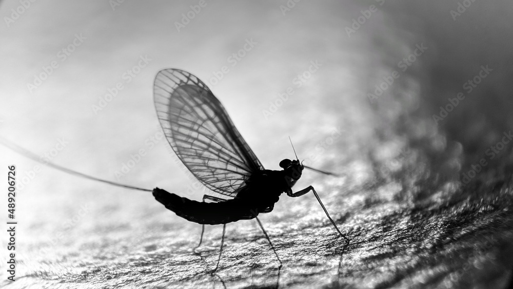 Silhouette of a mayfly on a stone texture background - obrazy, fototapety, plakaty 