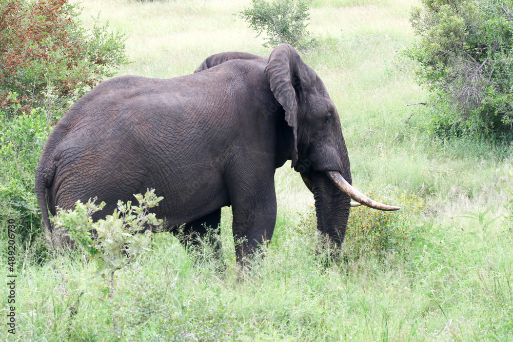 Fototapeta premium Kruger National Park, South Africa: elephant