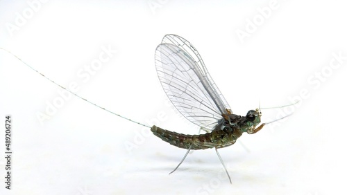 Mayfly, isolated on the white background