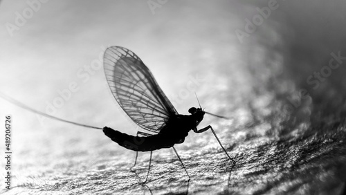 Foto Silhouette of a mayfly on a stone texture background