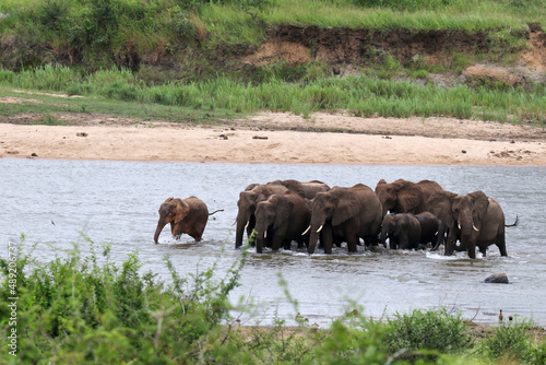 Kruger National Park, South Africa: elephant herd crossing Sabie River