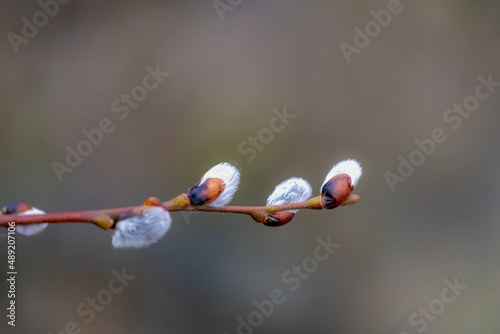 Selective focus of branches flower buds about to blooming in early spring season, Salix discolor one of two species commonly called pussy willow, Nature floral background. photo