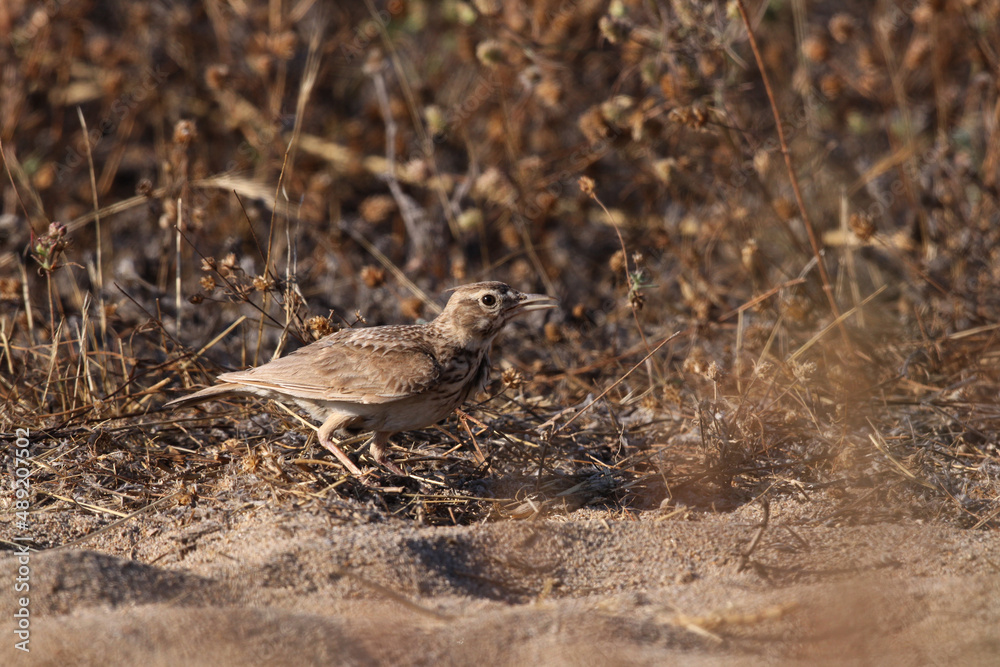 Crested Lark (Galerida cristata) hiding in dry grass