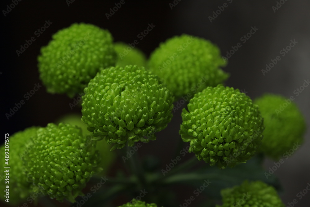 bouquet of green chrysanthemums on a gray background window and curtain bouquet of green chrysanthemums on a gray background window and curtain