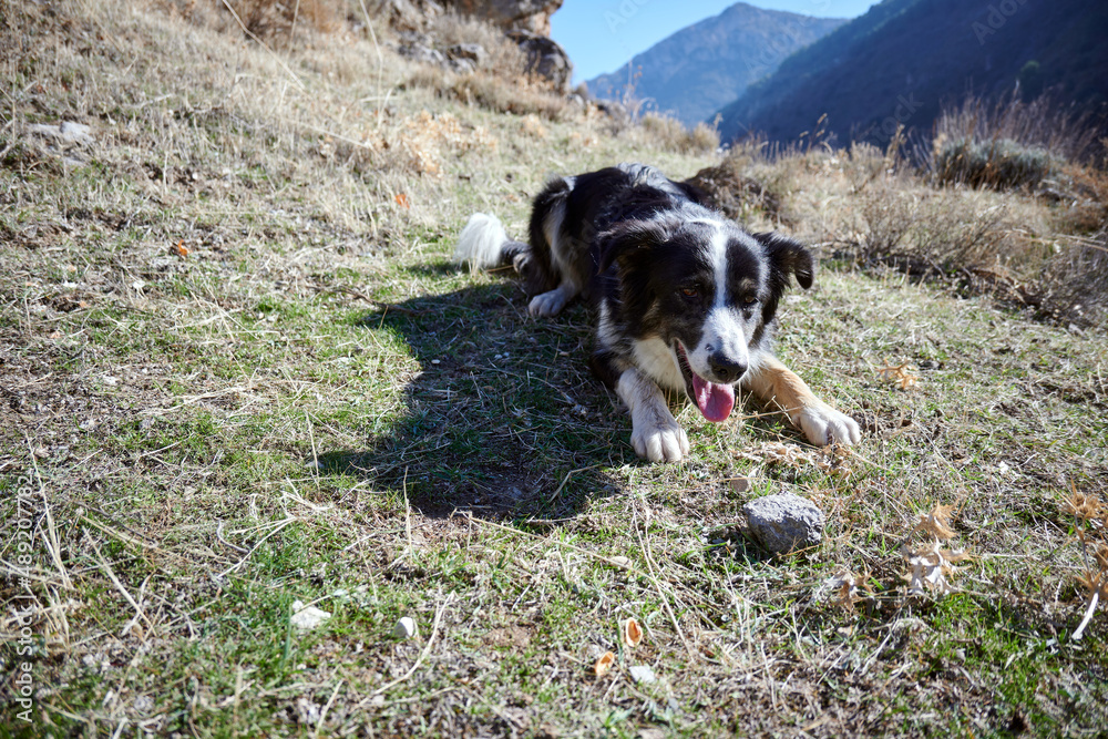 A cute black and white dog in nature A cute black and white dog in nature