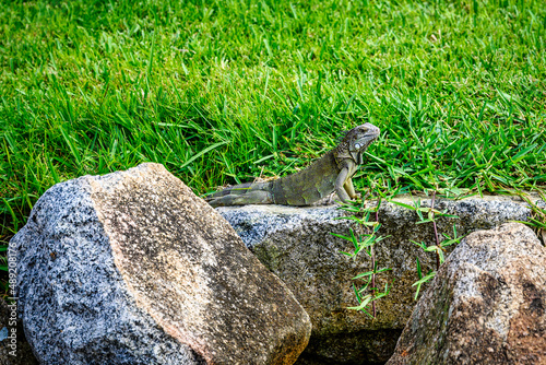 Lizards on Aruba in the Caribbean photo