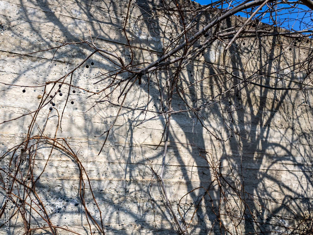 Concrete wall with dry tree branches and shadows Concrete wall with dry tree branches and shadows