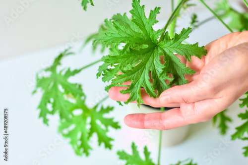 Close-up of a female hand showing a Citronella Geranium (Scent Geranium, Pelargonium) leaf on a bush. A plant in a pot, a photo indoors.