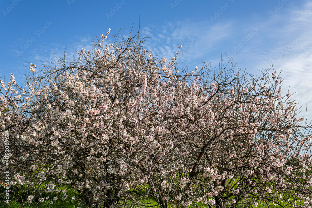 Blossoming almond trees in front of blue sky and green grass Blossoming almond trees in front of blue sky and green grass