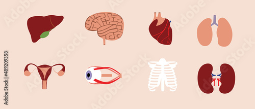 Set of isolated human organs, flat vector stock illustration with Liver, brain, heart, lungs, skeleton, uterus, kidneys