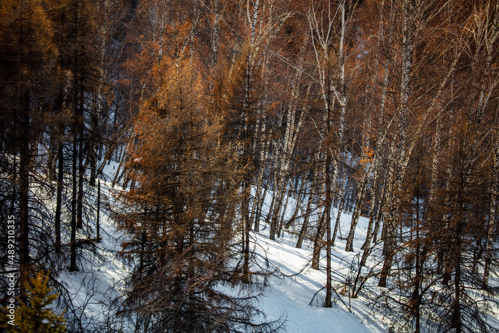 trees in the forest