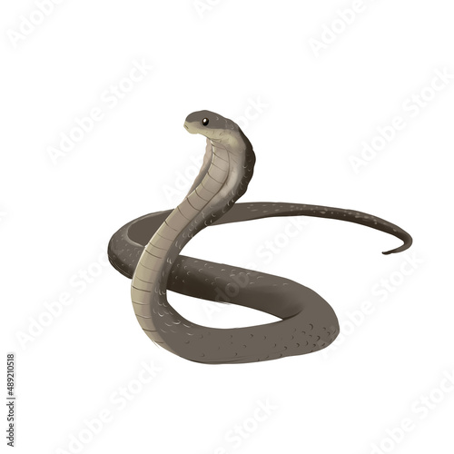 illustration of king cobra isolated in white background