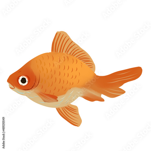 illustration of goldfish isolated on white