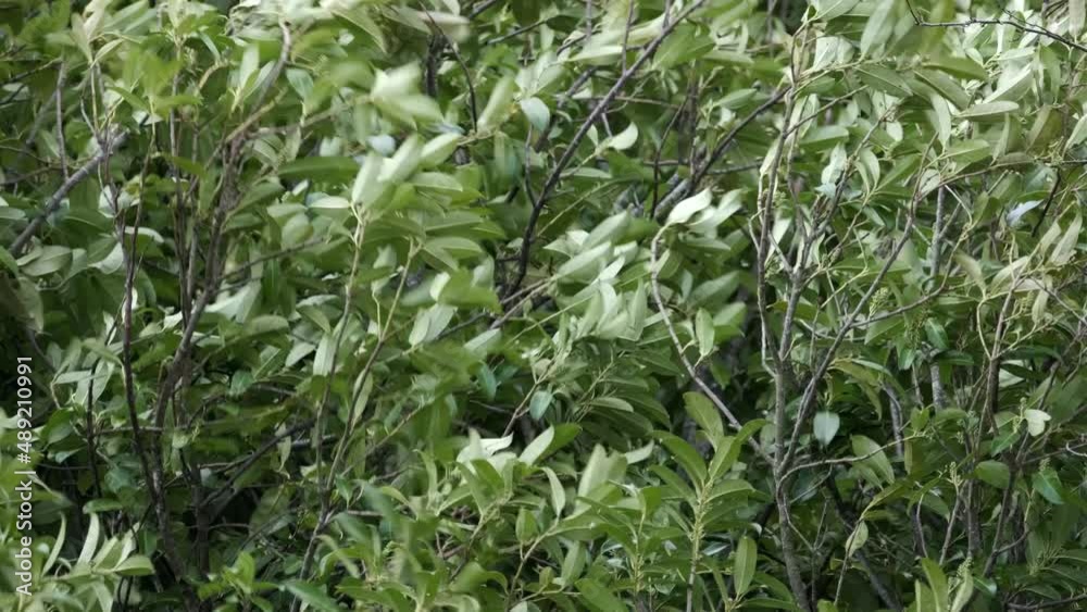 Green Laurel Tree Blown By Storm Winds Winter Weather Green Laurel Tree Blown By Storm Winds Winter Weather