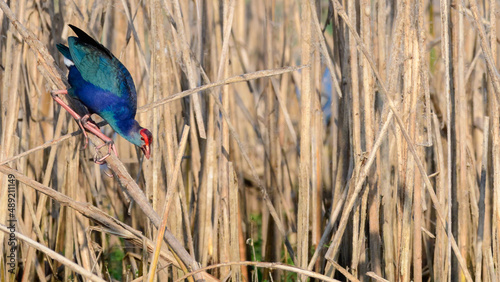 Grey-headed swamphen walking down on a reed in the marsh. Colorful bird in nature. Spotted near Yoda lake in Hambantota. photo