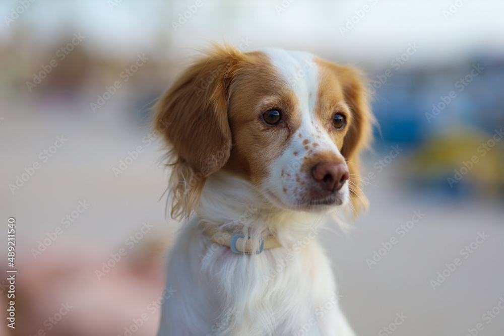 Kokoni dog portrait near the beach
