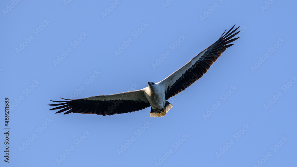 Naklejka premium White-breasted sea eagle (Haliaeetus Leucogaster) spread wings and gliding in the air close-up shot.