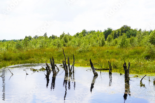 Beautiful shot of a bog in Diepholzer Moor nature reserve near Diepholz photo