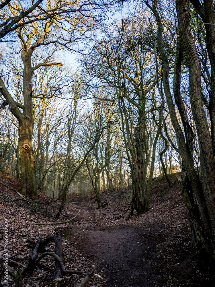 Fototapeta premium path in the woods