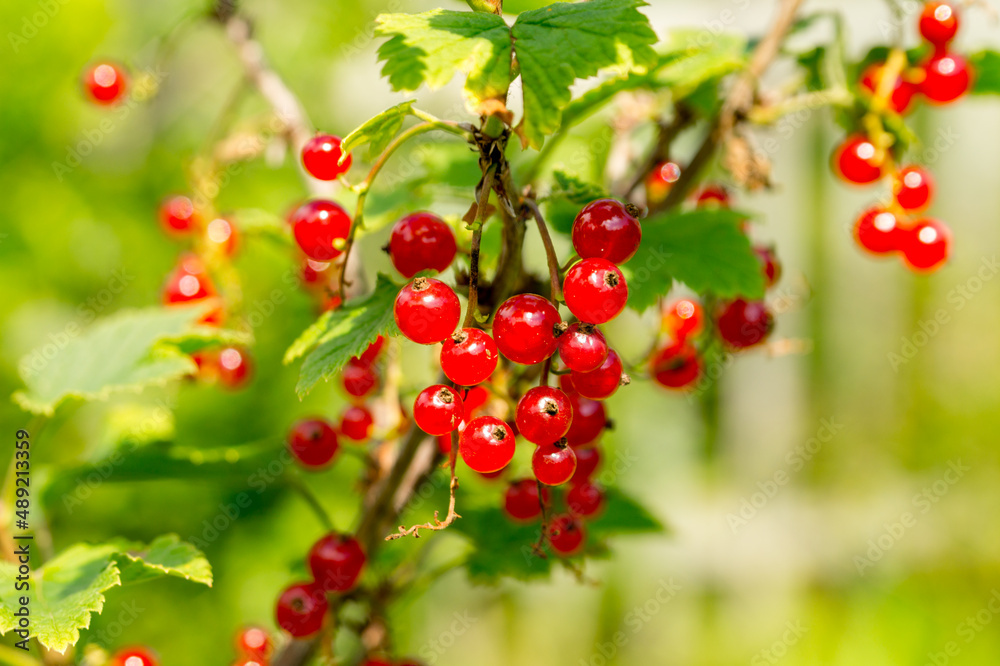 Red currant berries in the summer garden. Ribes rubrum