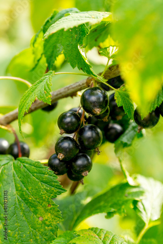 Black currant berries in the summer garden. Ribes nigrum