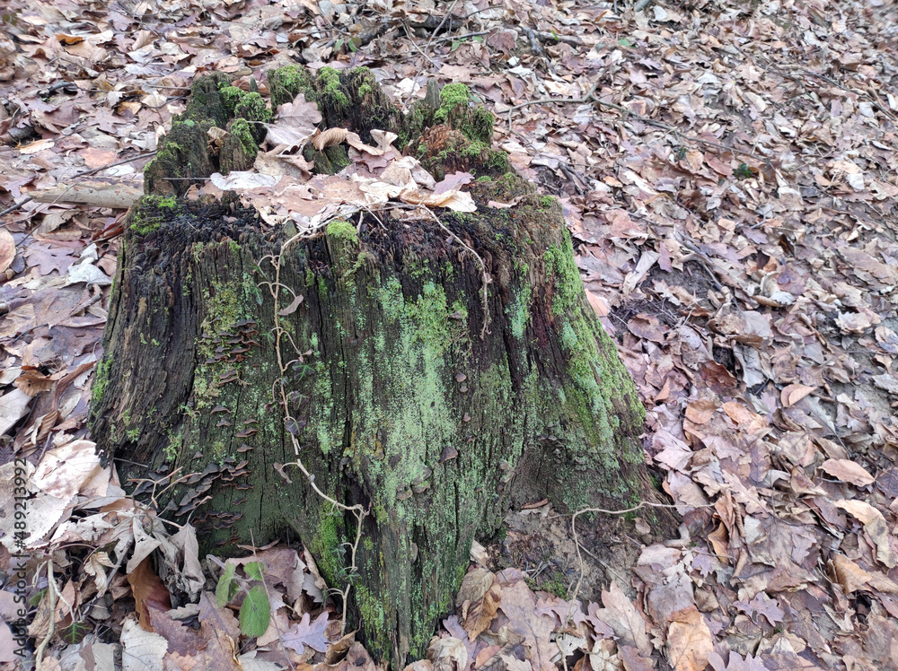 cut tree trunk covered with green moss in the forest cut tree trunk covered with green moss in the forest