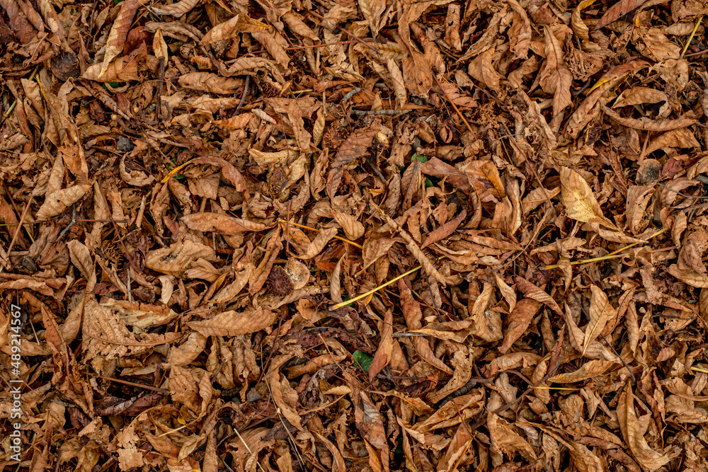 Chestnut leaves and shells in the grass, top view. Chestnut leaves and shells in the grass, top view.